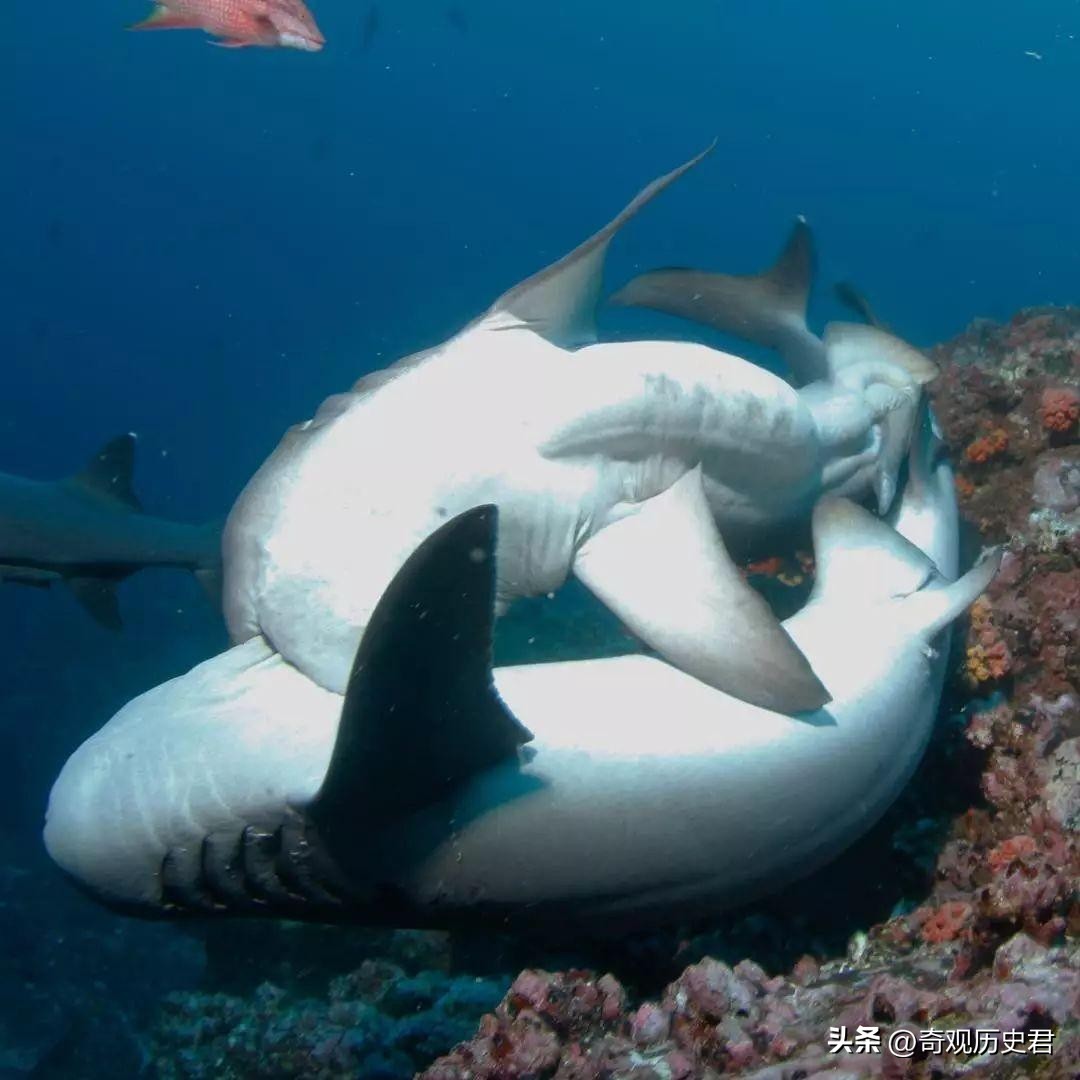 雄性动物进化器官,雄性生物生殖进化