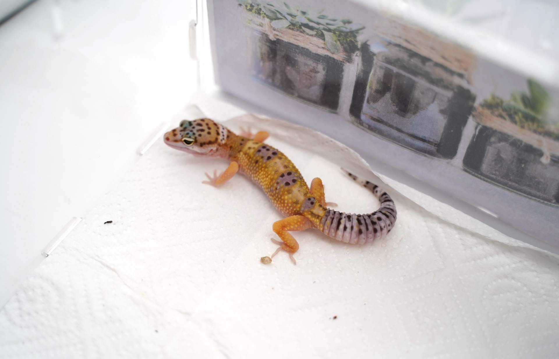 爬行动物世界动物园,世界爬行动物图鉴最新