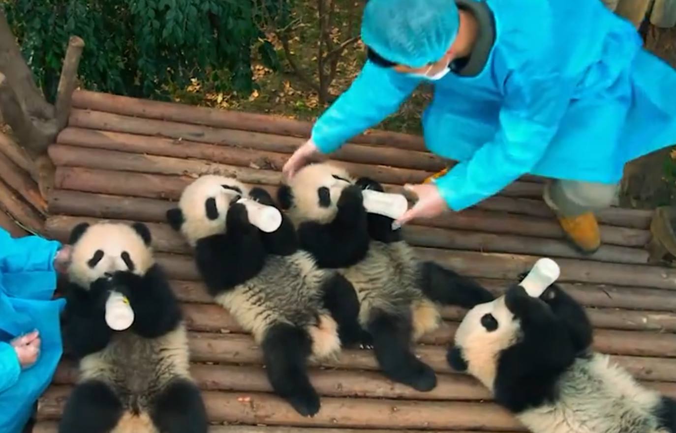 大熊猫只有中国养得起吗,大熊猫一年花费多少