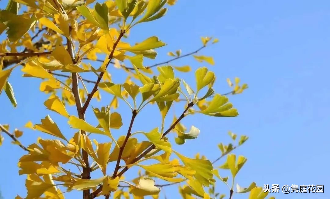 院子的生活才美好,一个装满生活气息的院子