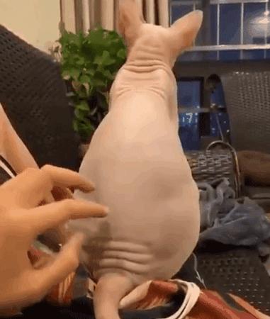 狸花猫智商相当于人类几岁,猫界智商排行榜狸花猫排第几