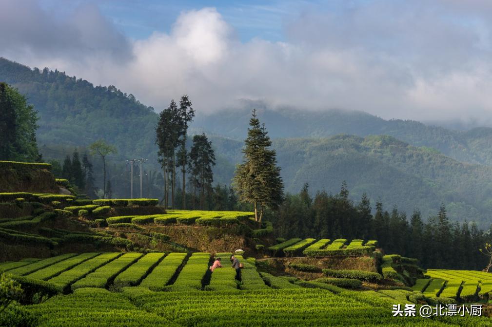 买茶叶如何才能不上当？行家说：3个真相要记牢，认准2点不吃亏