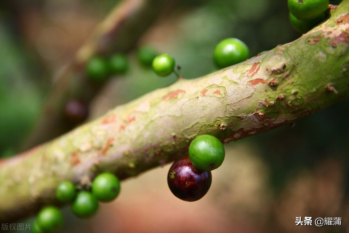 五个嘉宝果品种在海口地区的引种效果怎么样？您想种吗？