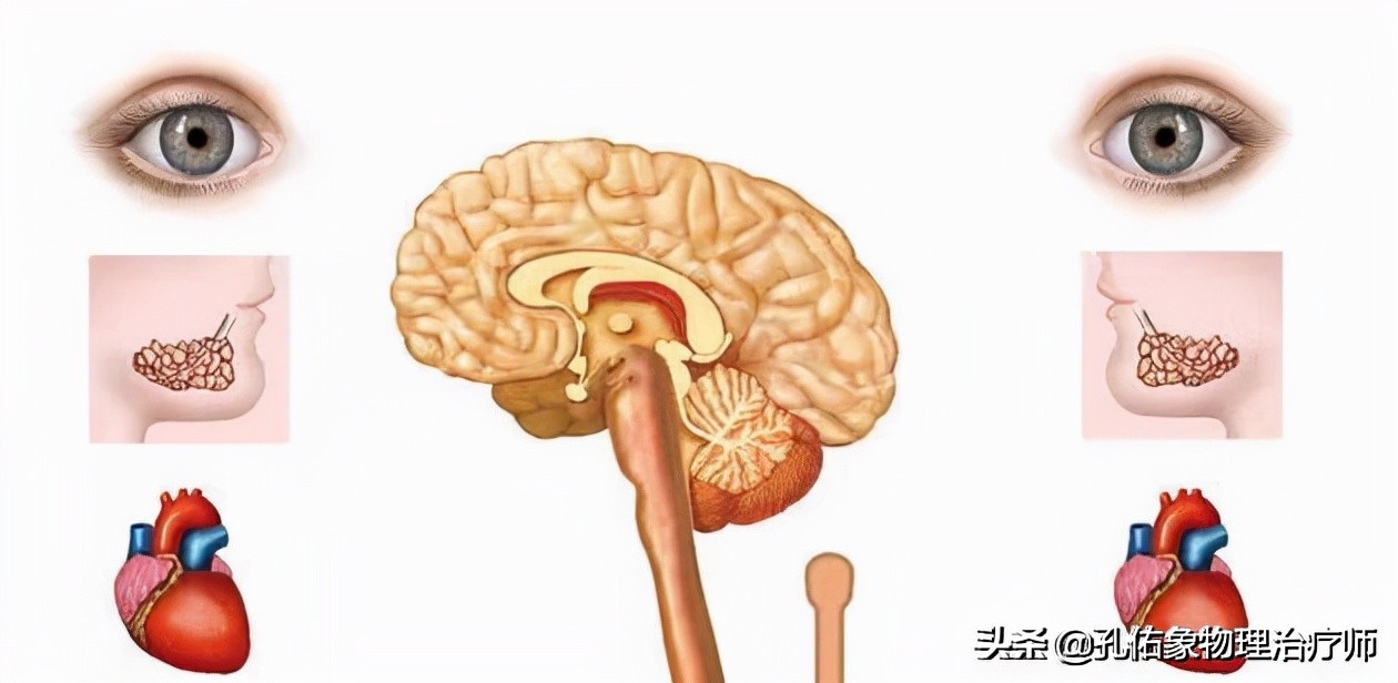 神经根颈椎病的症状和治疗方法,椎动脉颈椎病的症状和治疗方法