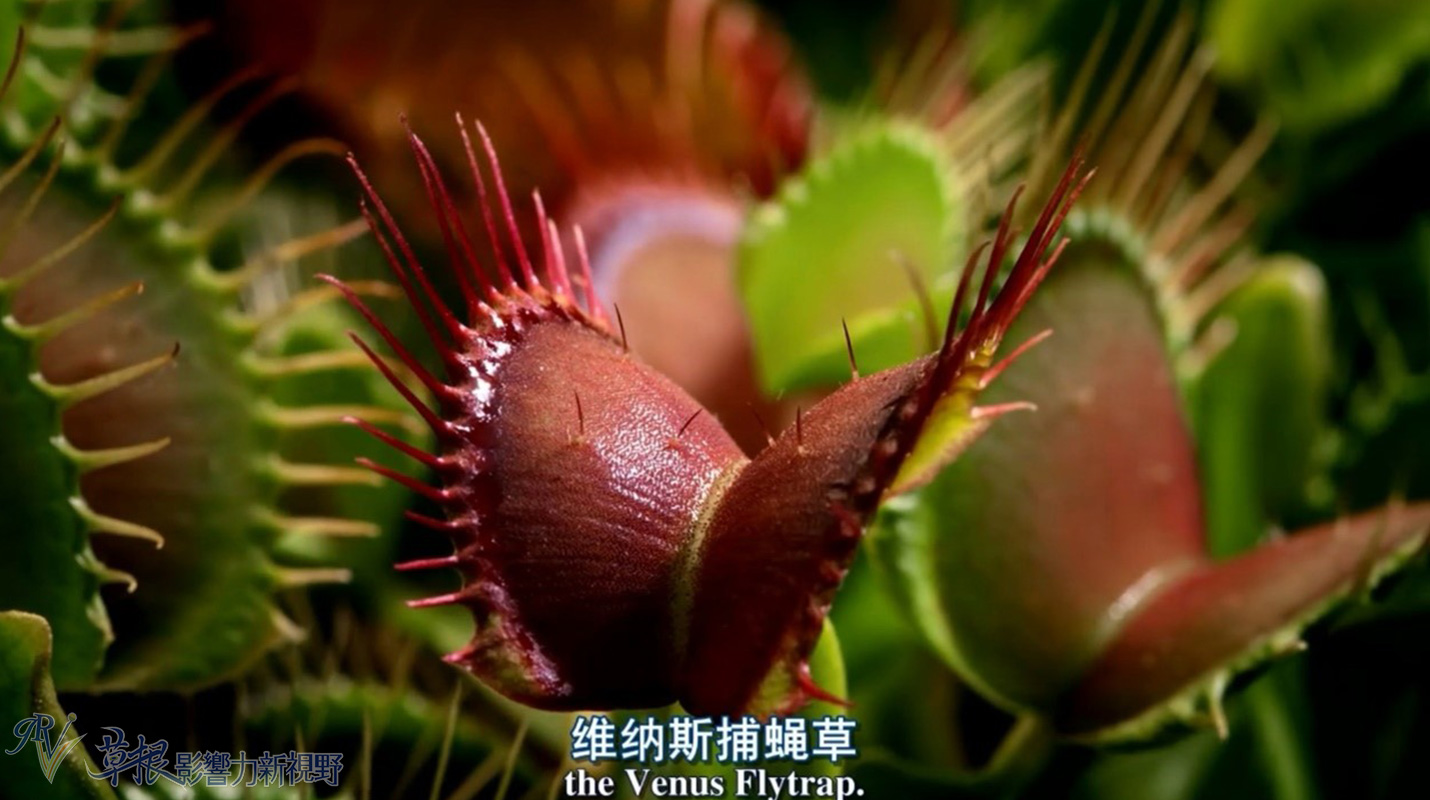 植物比动物厉害,动植物的繁衍方式