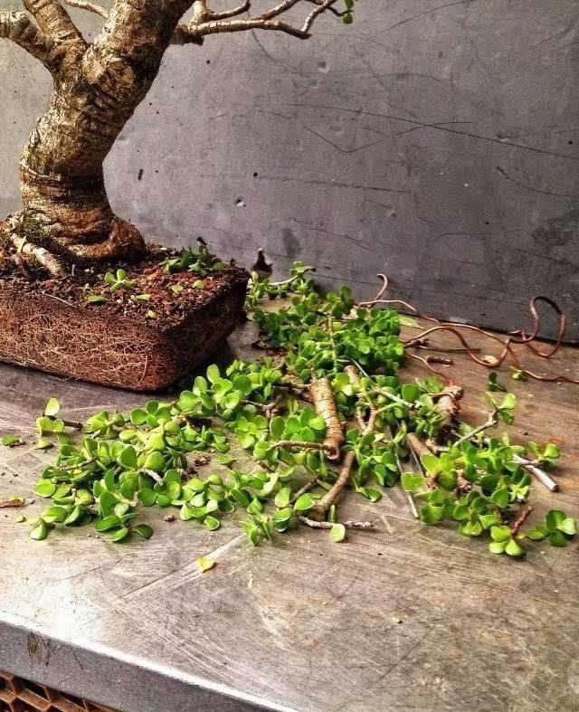 玉树修剪什么造型好看,玉树修剪造型详解