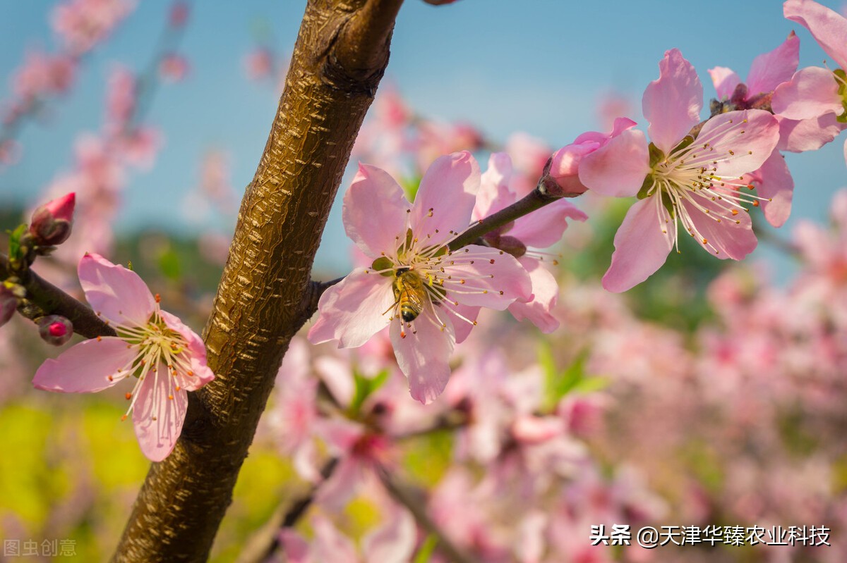1月份桃园管理技术要点,桃园怎样提高产量