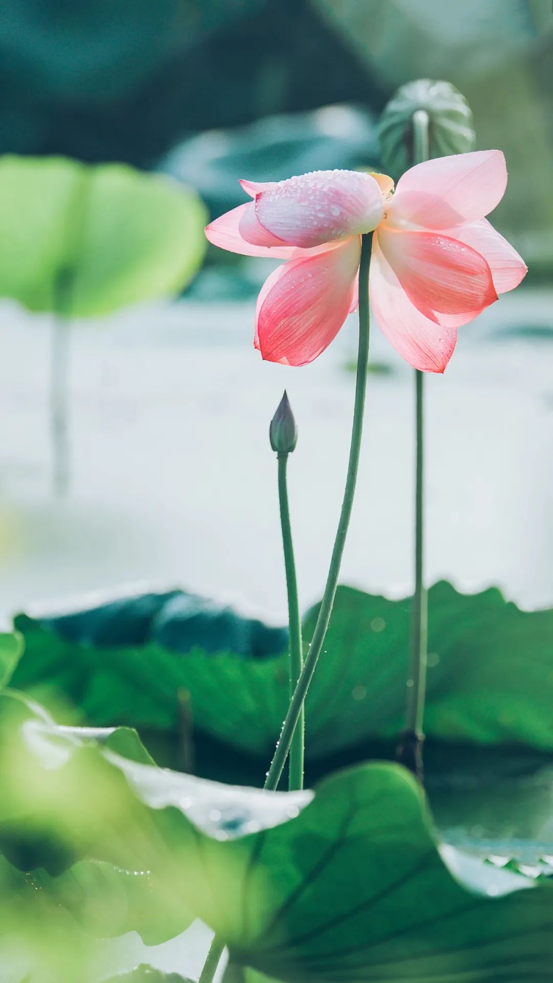 最美的荷花诗词,描写最美荷花的古诗词