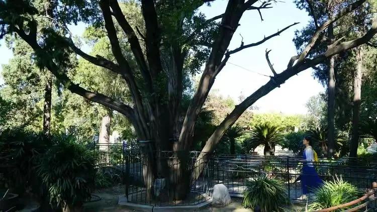 曲阜三孔纪行（作者：刘长玉）