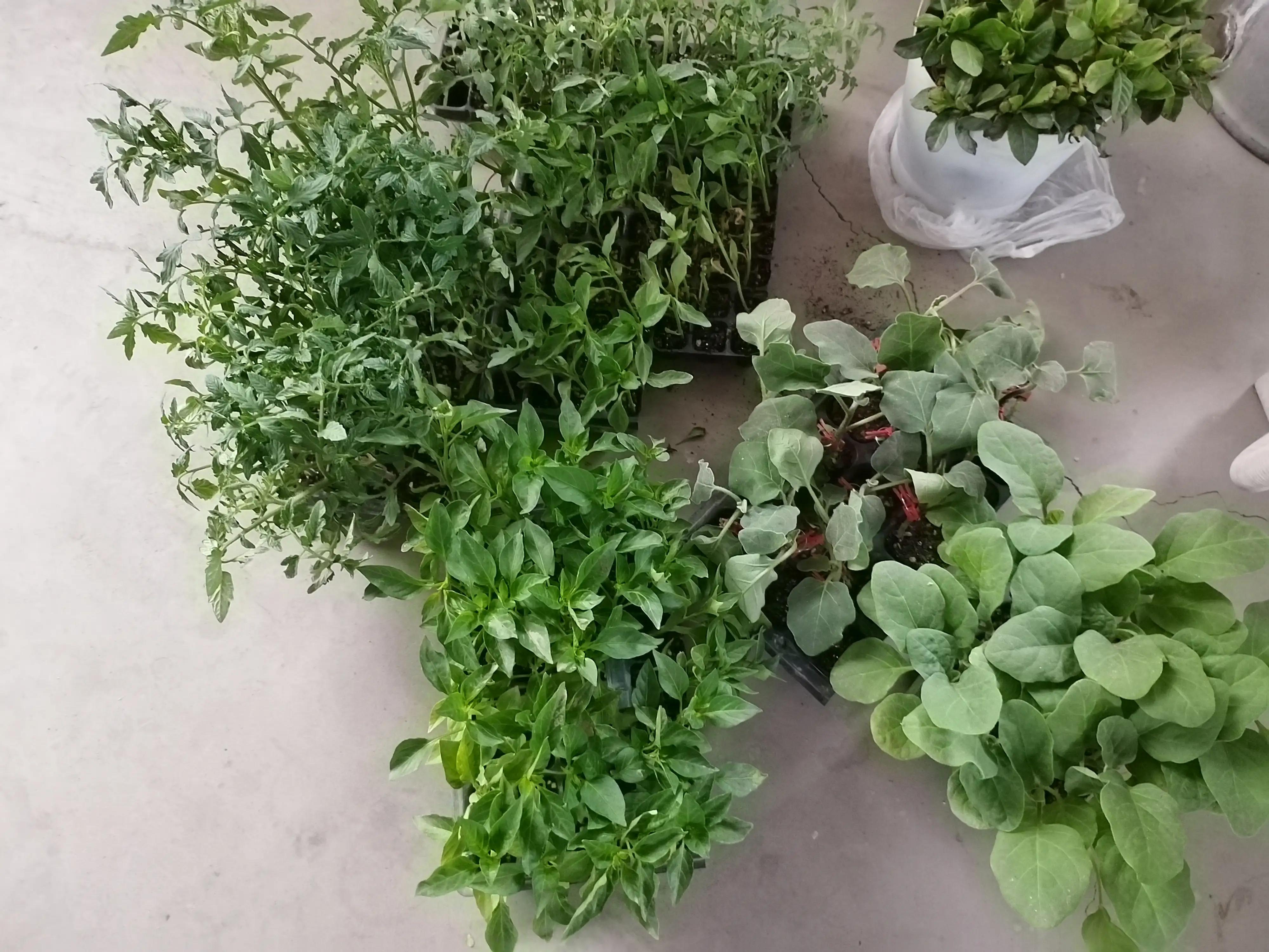 卖菜苗做什么生意,卖菜苗和种子