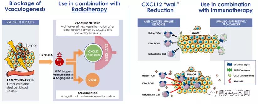 新药巡礼:核酸“抗体”曙光已现,NOX-A12发力肿瘤治疗