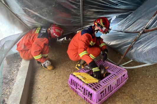 搜救犬雪地救人埋掉,搜救犬雪地救人