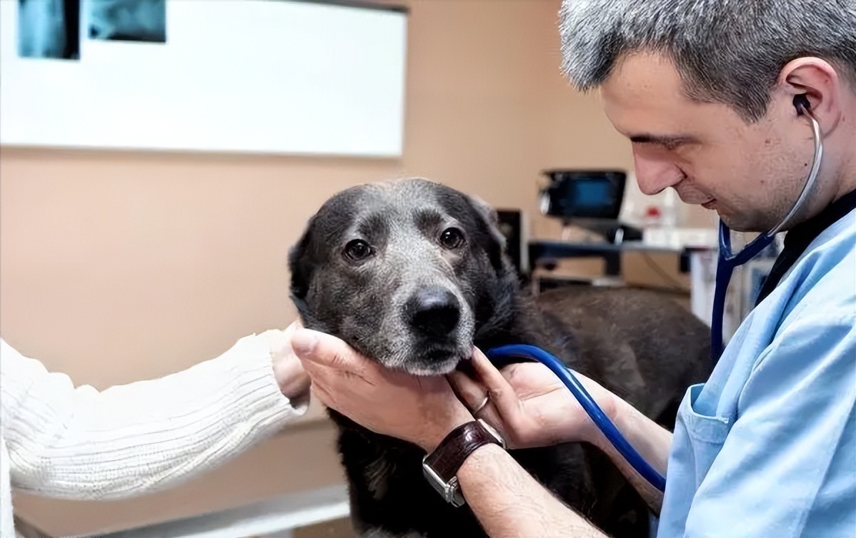 狗狗挑食怎么办最有效的方法,怎么纠正狗狗挑食的习惯