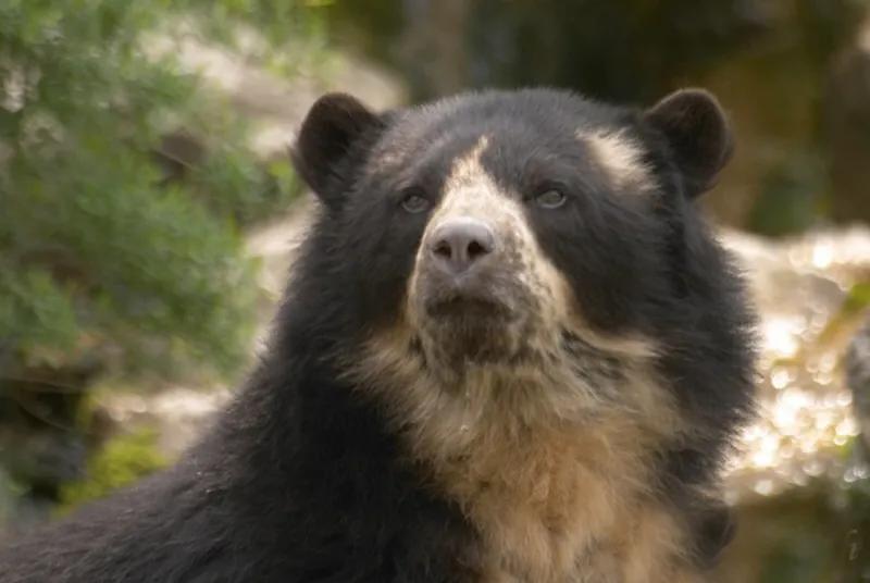 委内瑞拉纸币连号,委内瑞拉纸币演变