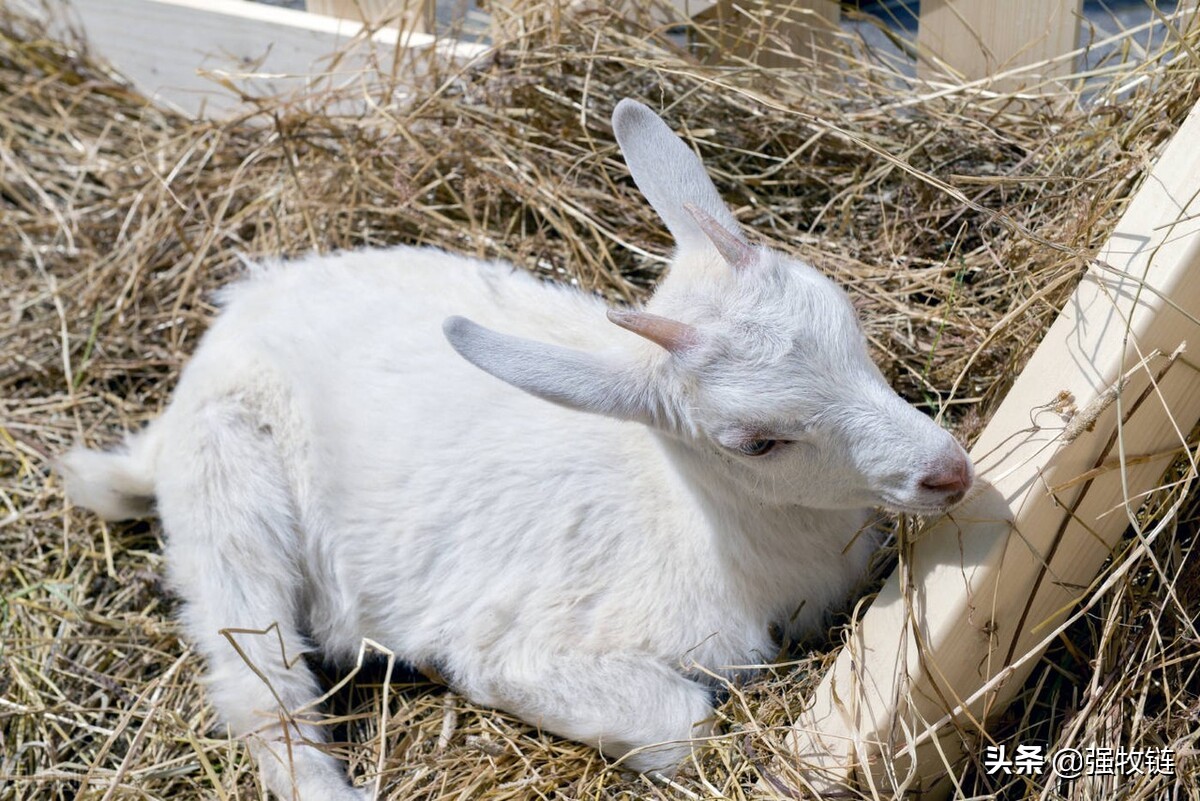 羊蹭墙是怎么回事,羊体内外寄生虫用什么驱虫药好