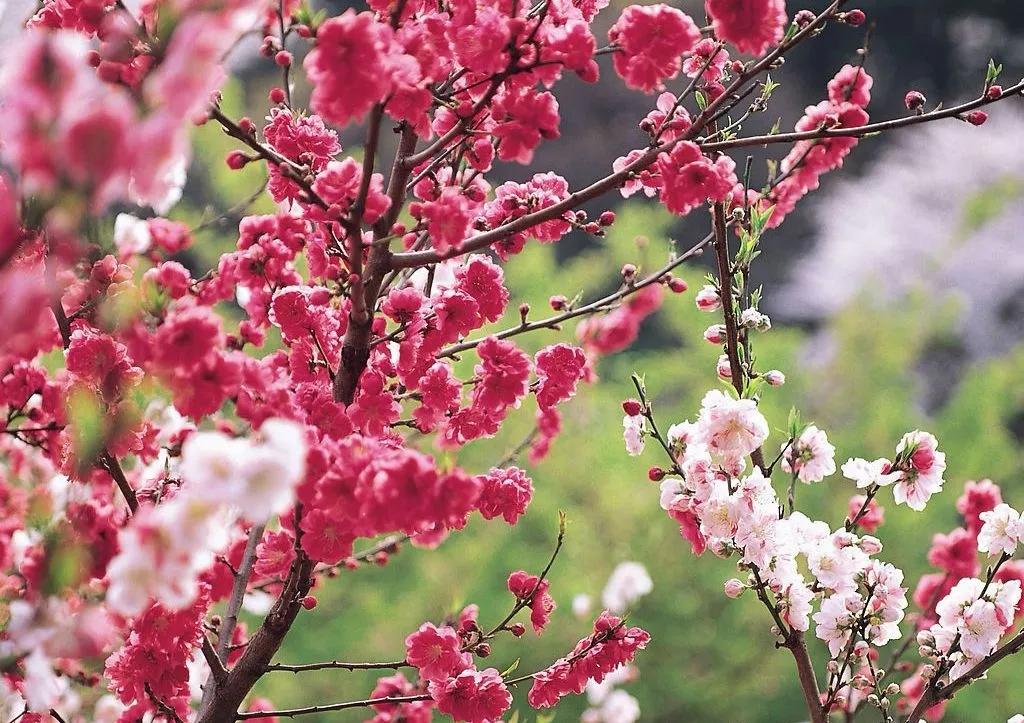 在温暖的春风里与樱花来场约会,赶在春天的末尾赴一场樱花之约