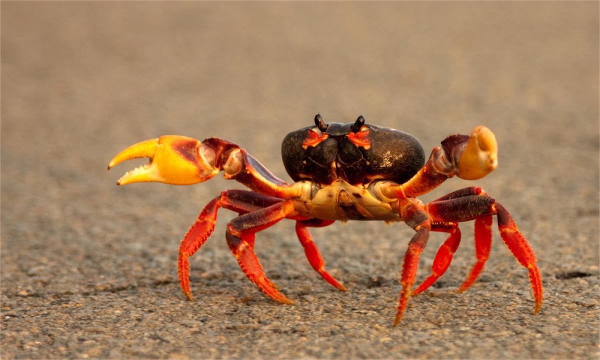 身穿外星机甲的“皮皮虾”，一锤150公斤力道，送给你舍得吃吗？