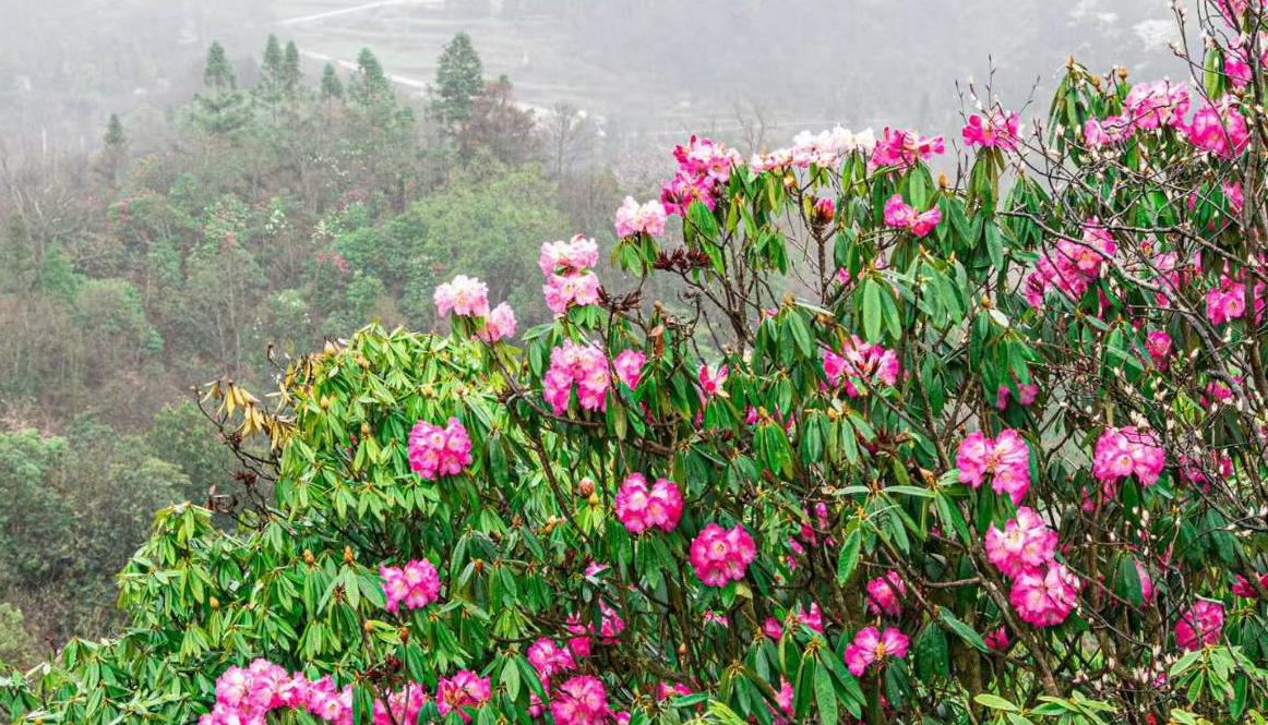 老虎属于寓言故事吗,老虎寻食记寓言