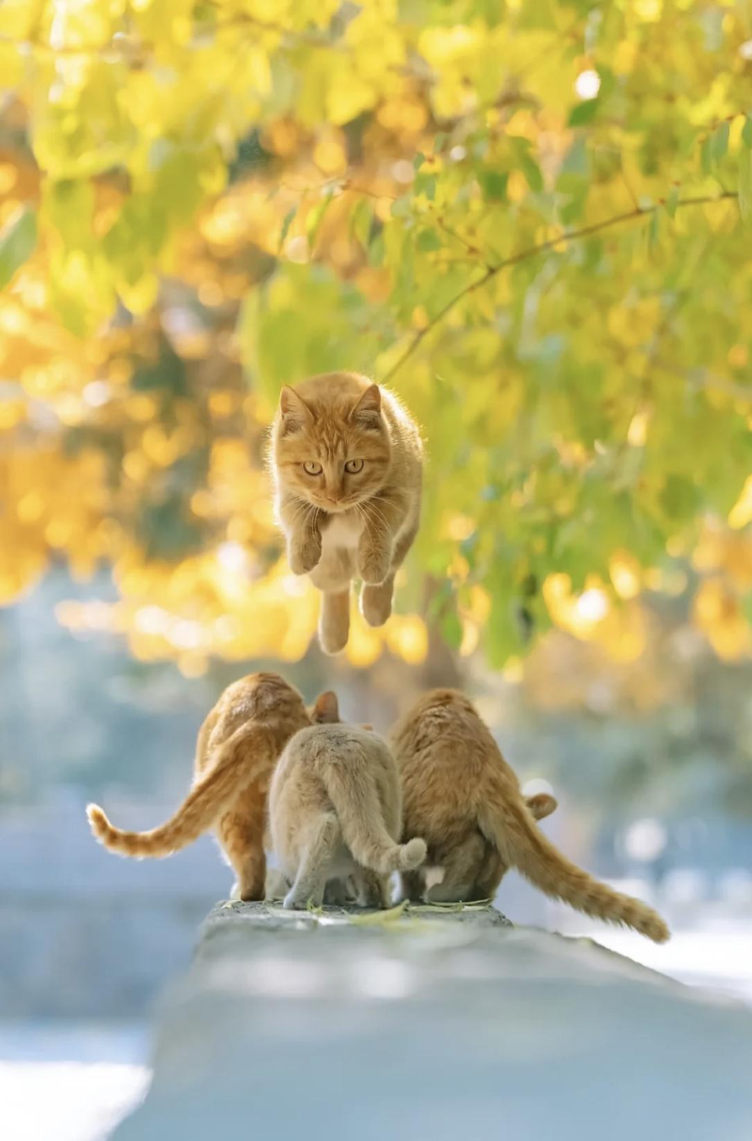 治愈系壁纸｜132张可爱小猫咪的样子