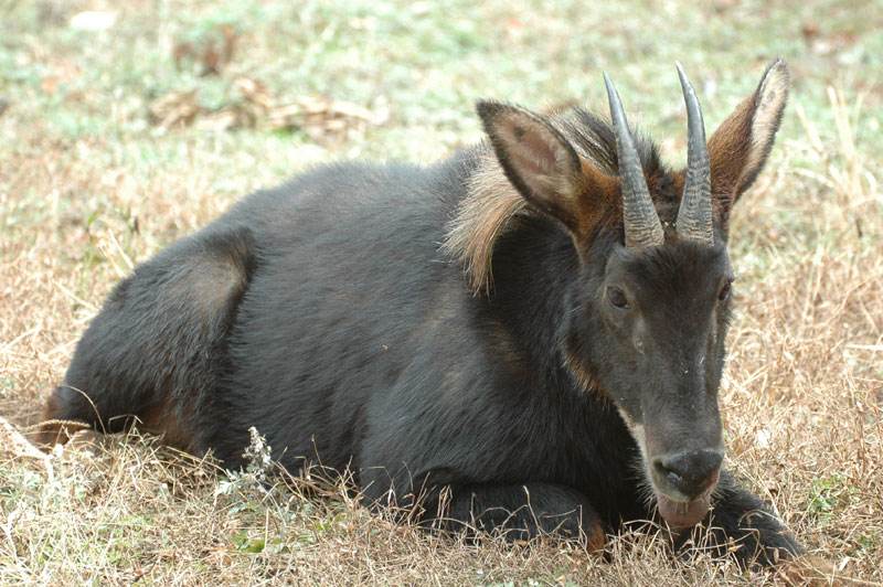 我国发现秦岭神兽,中国深山发现的新神兽