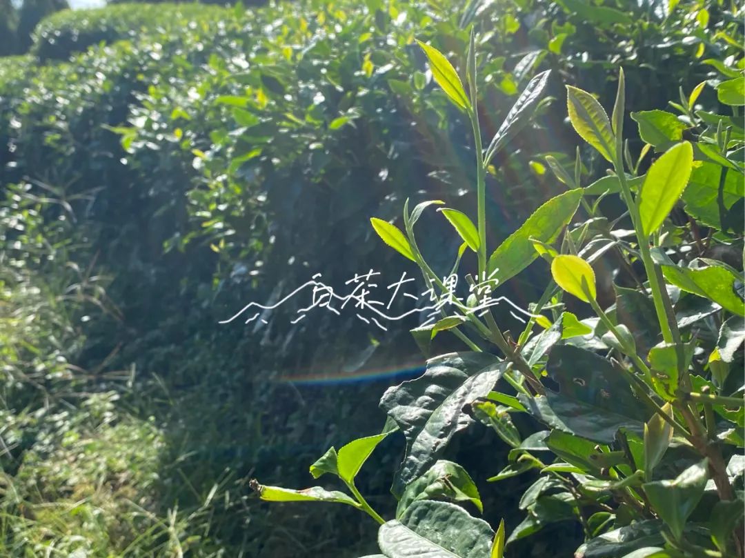 买白茶送的焖烧壶是真的316吗,买白茶送1500焖烧壶