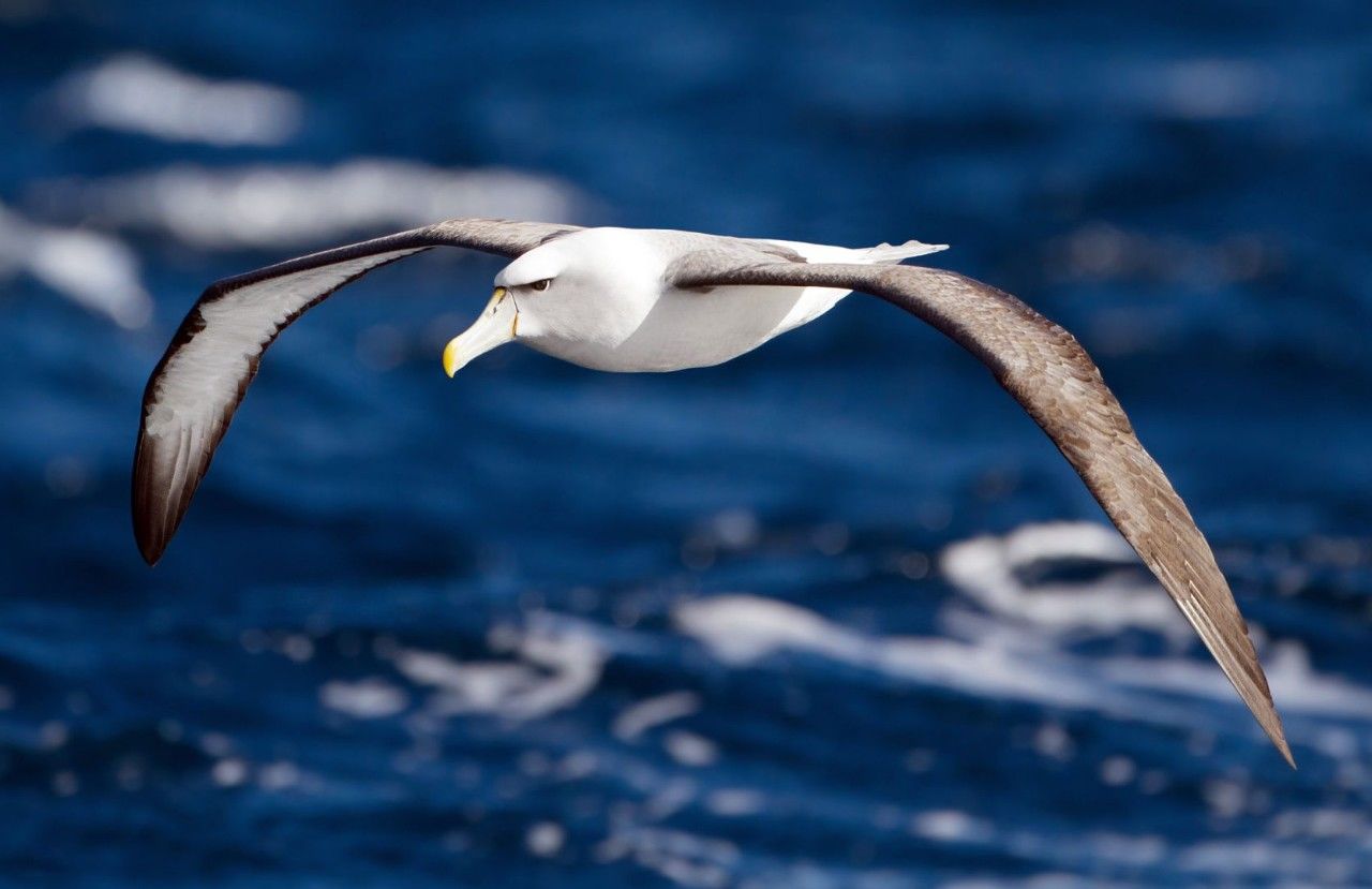 高清图集｜盘点那些“气质超群”的鸟类