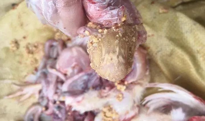 肉鸡腺肌胃炎最好特效药,肉鸡腹水病怎么治疗