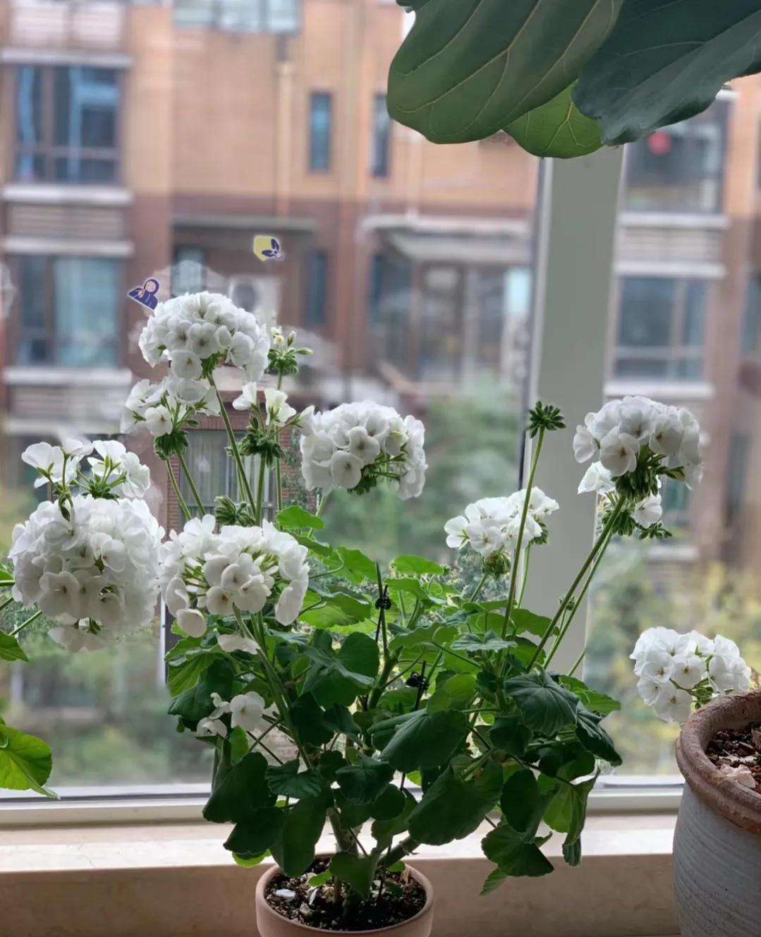 90后将天台改造成空中花园,90后姑娘回家改造楼顶花园