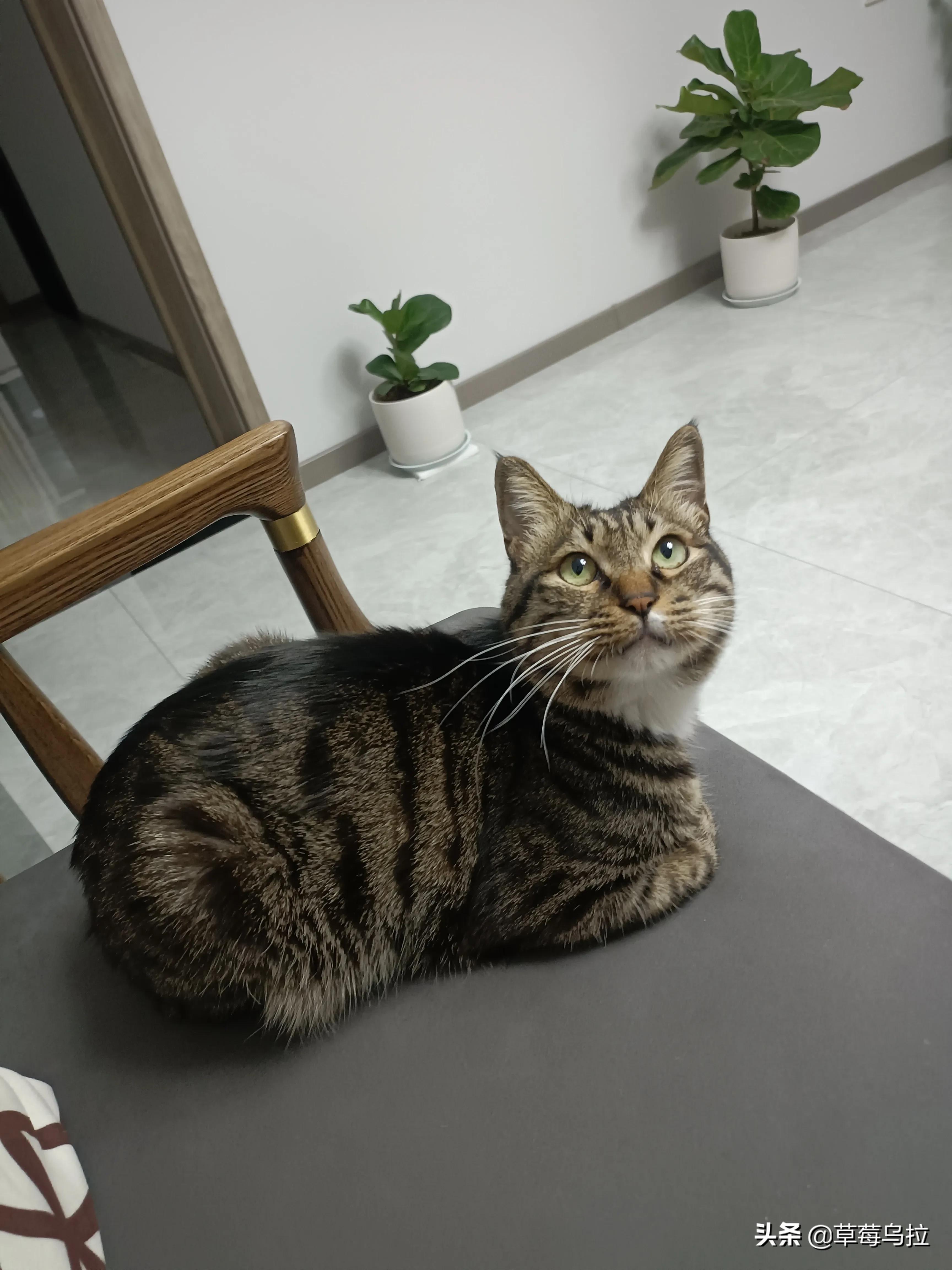 养土猫会不会被人看不起,养土猫真的就低人一等吗