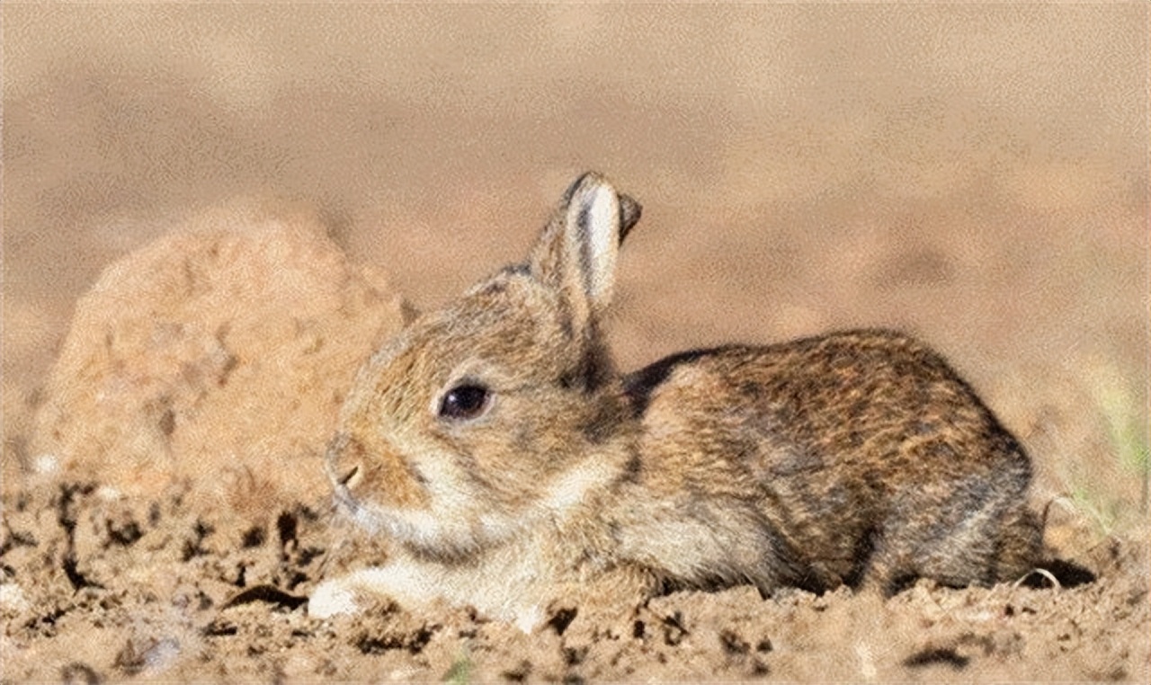 澳大利亚野兔泛滥成灾体重近百斤,澳大利亚野兔成灾野兔上百斤