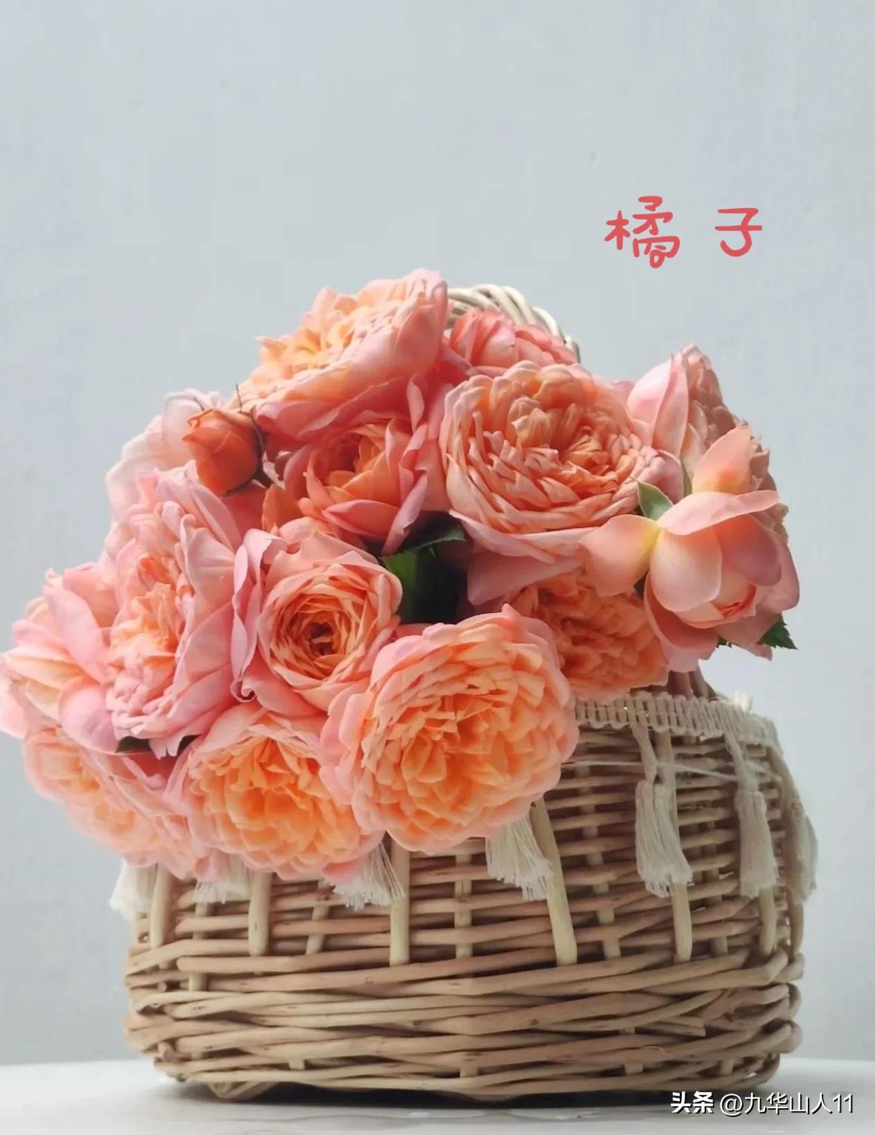 天狼月季新品预售,天狼月季官方旗舰店烛光月季