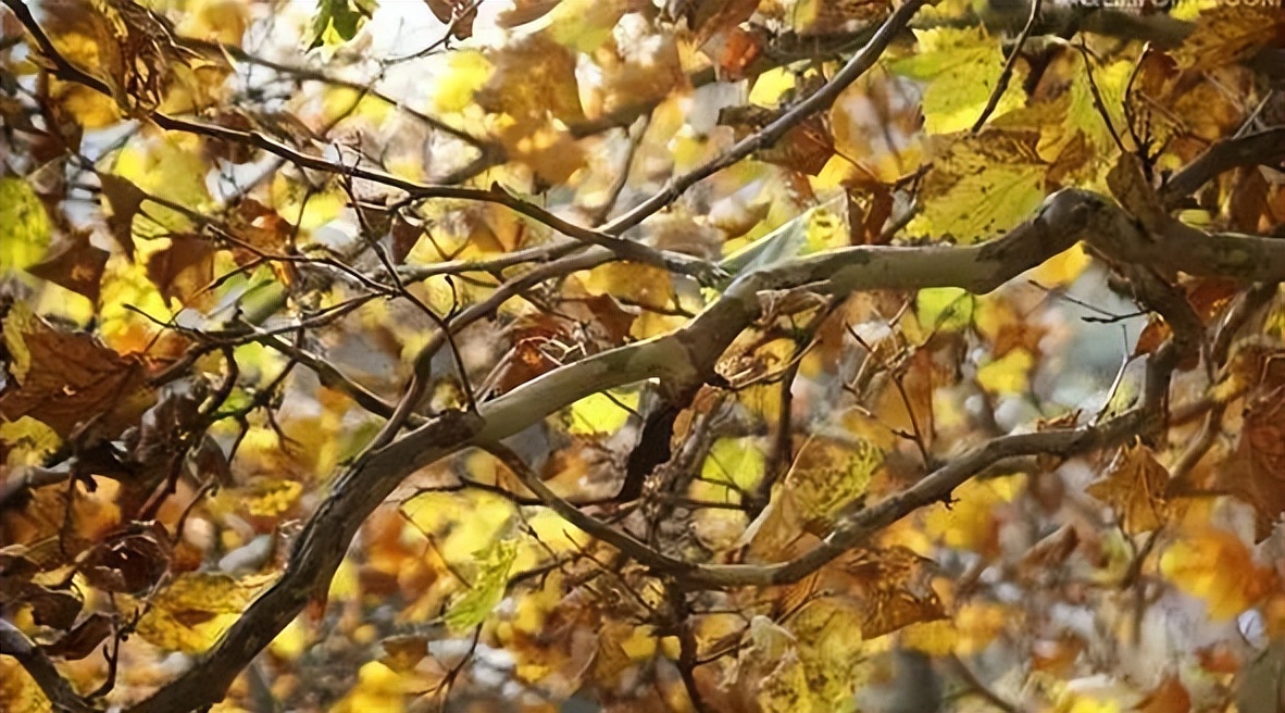 植物识别小口诀，总结的太全了！