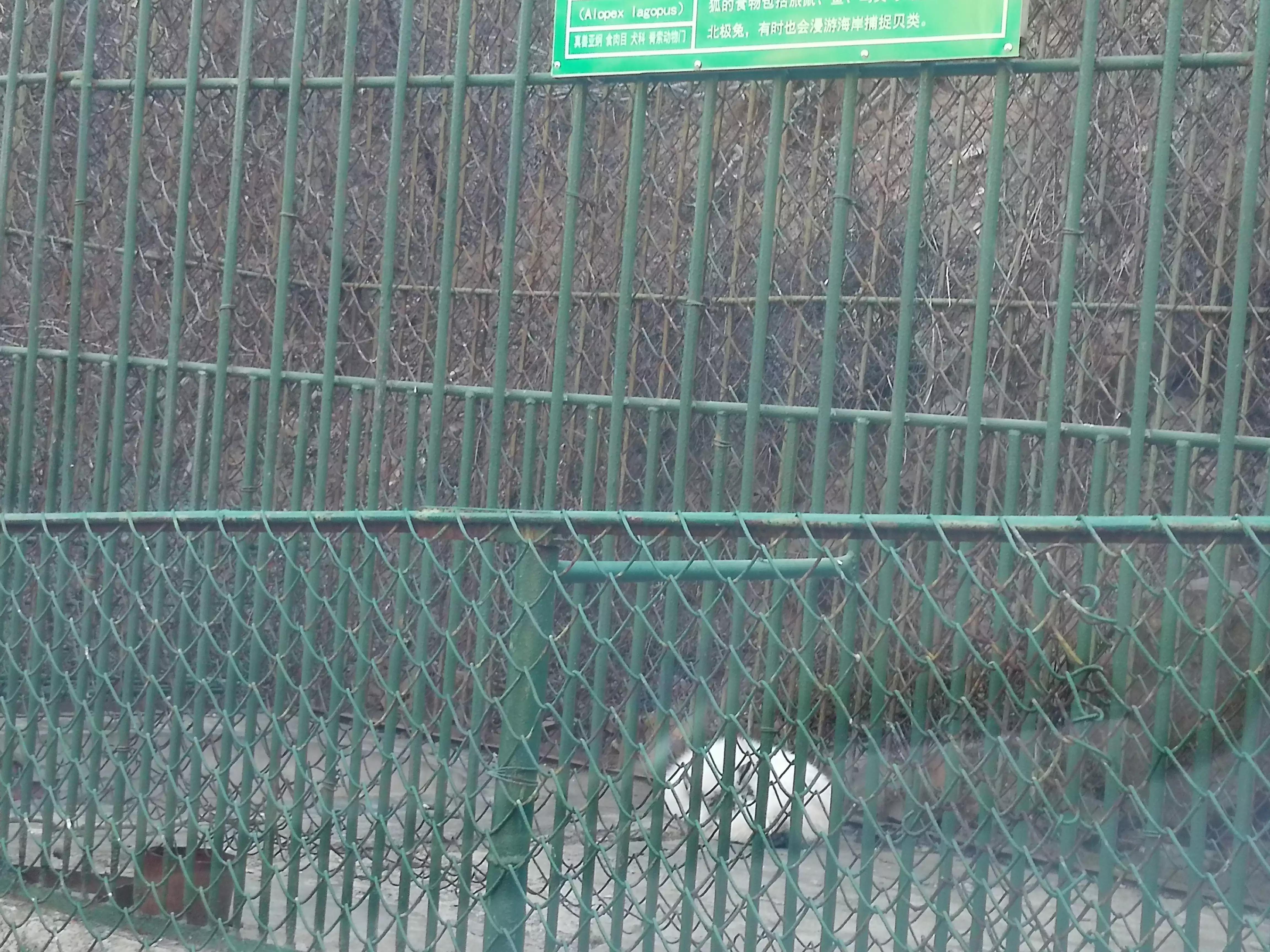 八达岭野生动物园赵菁,八达岭野生动物园门票收费标准