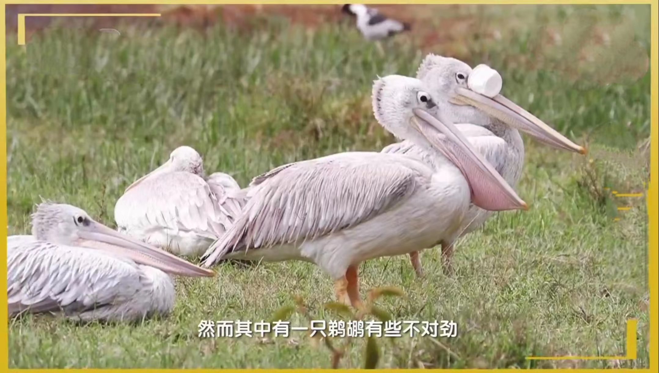 巨兜捞食的“大嘴怪”——鹈鹕