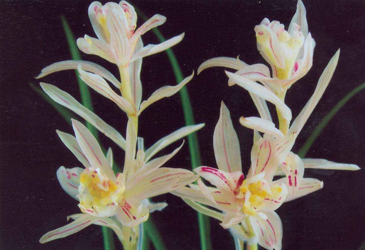 世界十大天价花卉，最贵的花多少钱