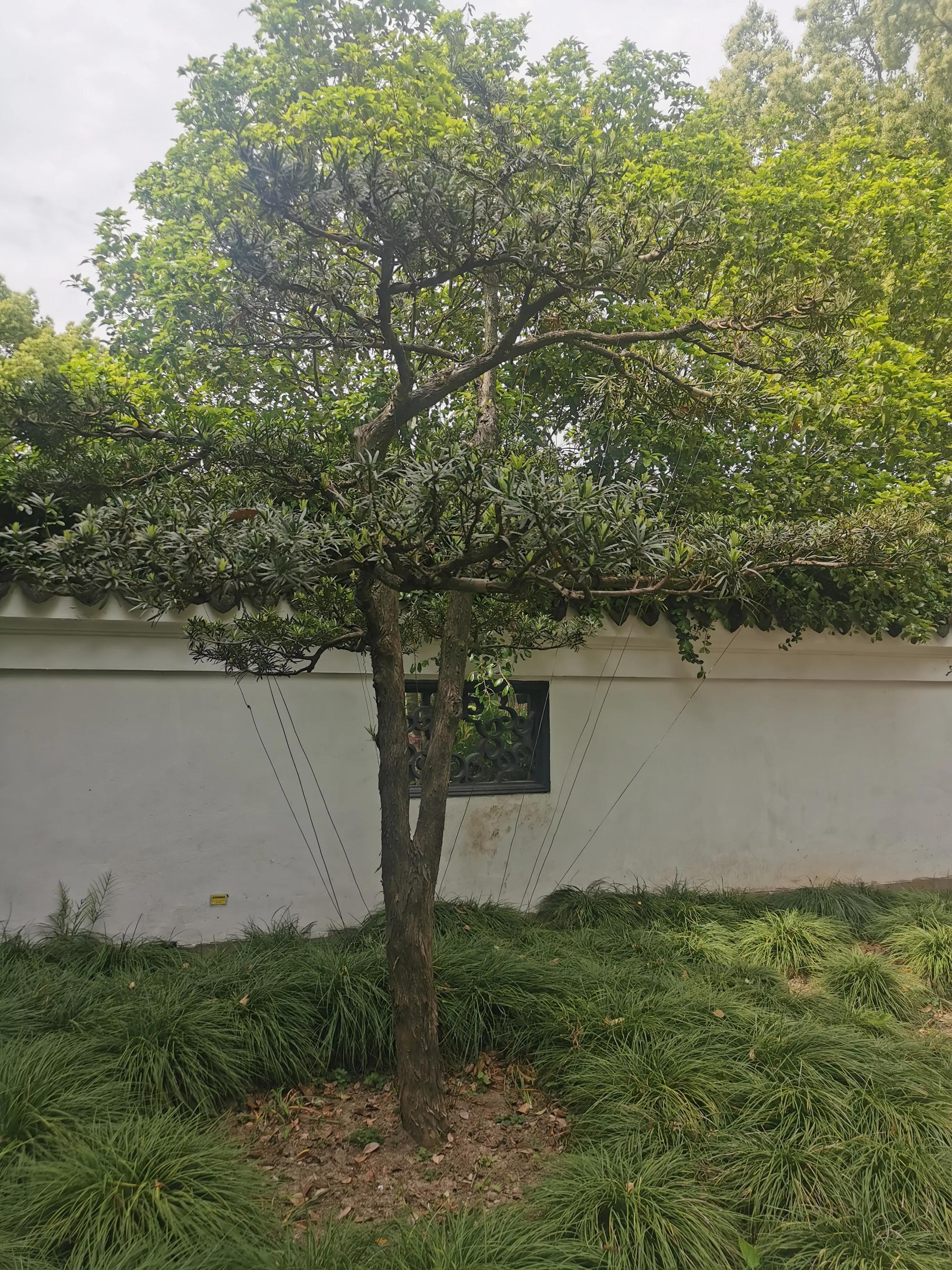 古猗园是上海五大园林之首,上海景区古猗园有哪些景点