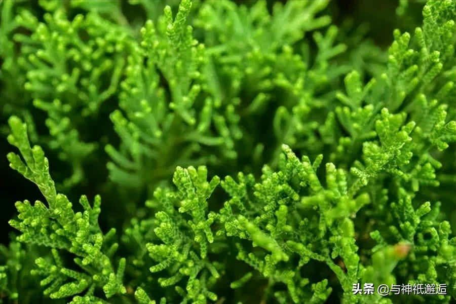 古代传说中的神仙有哪些,古代的神仙都去哪里