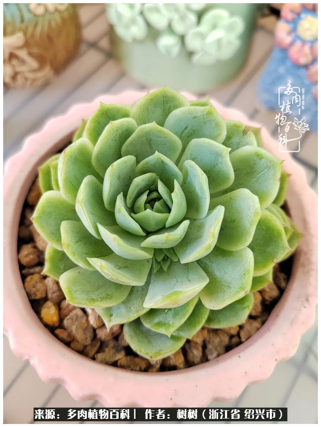 又临寒冬，暖阳下携手肉肉赏姹紫嫣红！