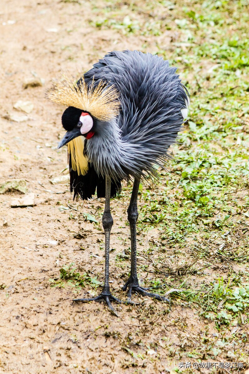 百鸟园儿童乐园,百鸟公园儿童乐园