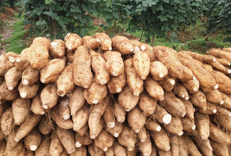 葛根市场卖多少钱一斤,葛根市场行情