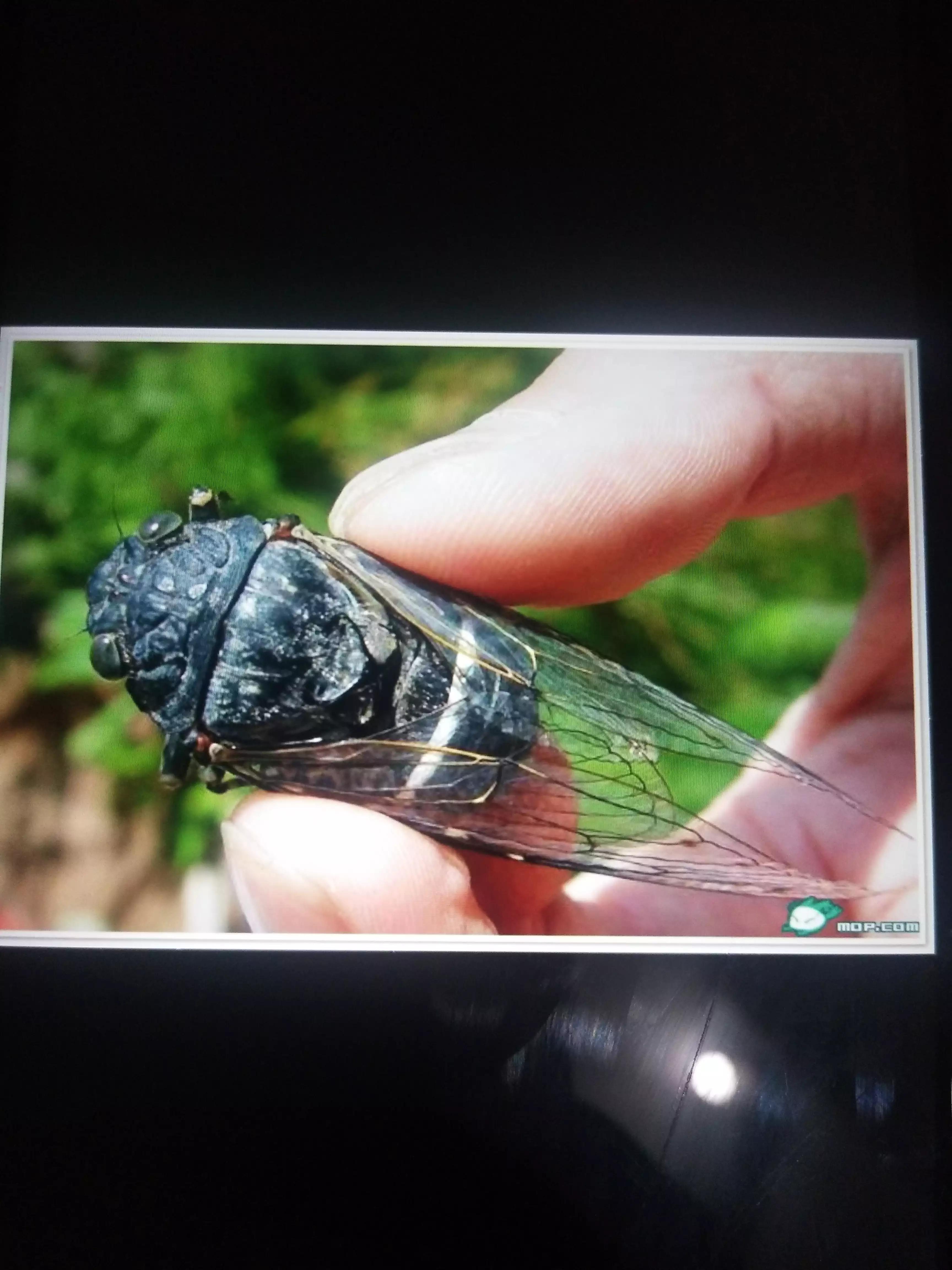 广西人的童年野果,广西人的童年有多快乐