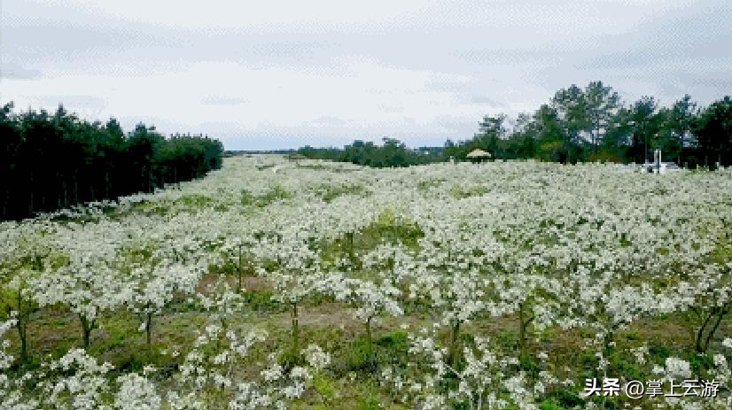 绿野春花,绵阳安州看花免费推荐