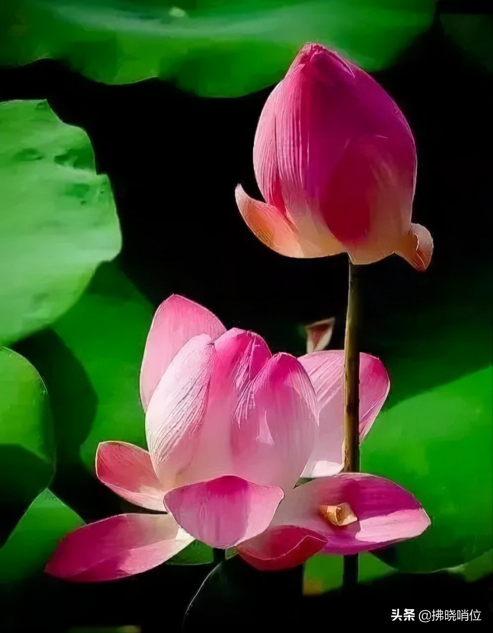 郝广谦：忆一条山实弹演习