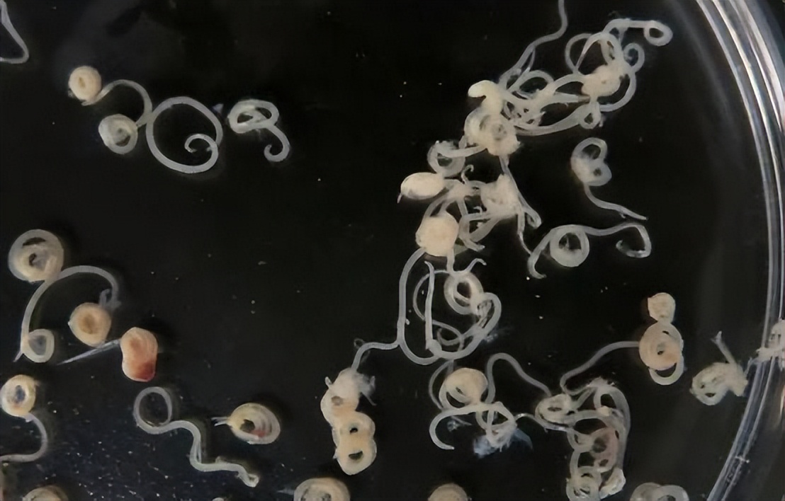 蠕虫杀死癌细胞,日本蠕虫癌细胞