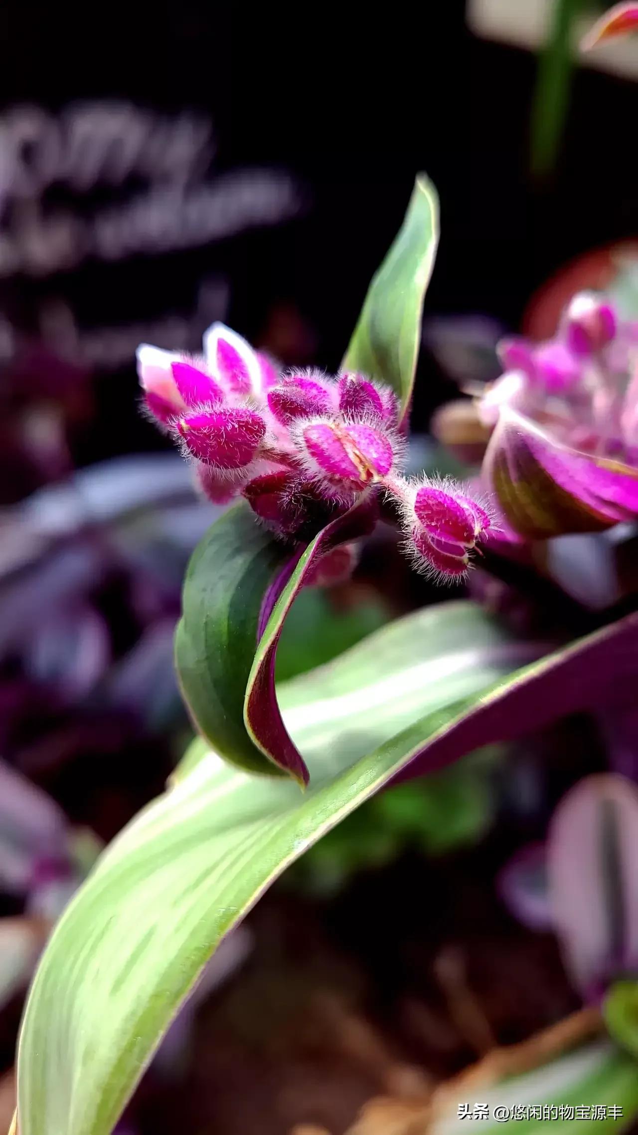 我的老父亲完整版,我的老父亲歌曲