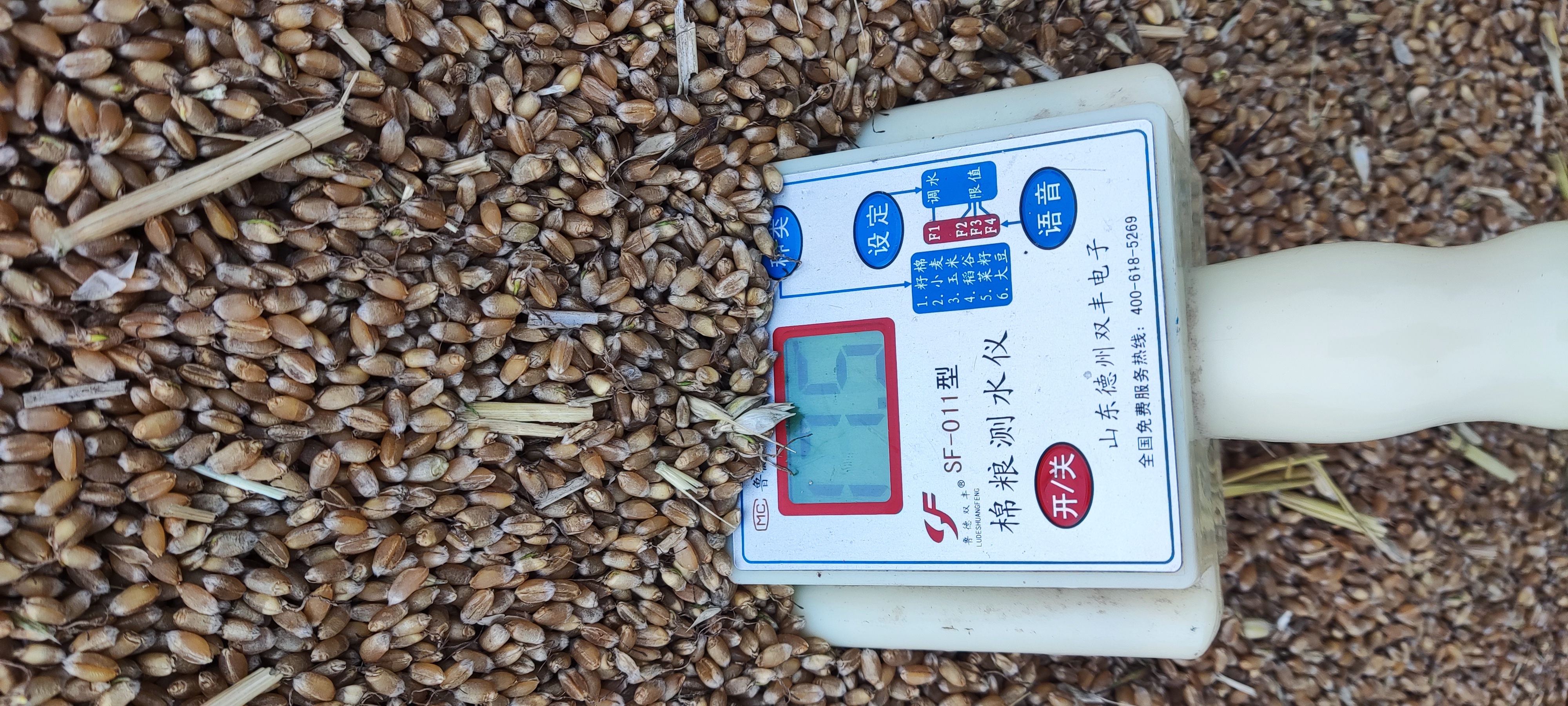 小麦发芽发霉是什么原因,今年遇到连续阴雨小麦发芽发霉