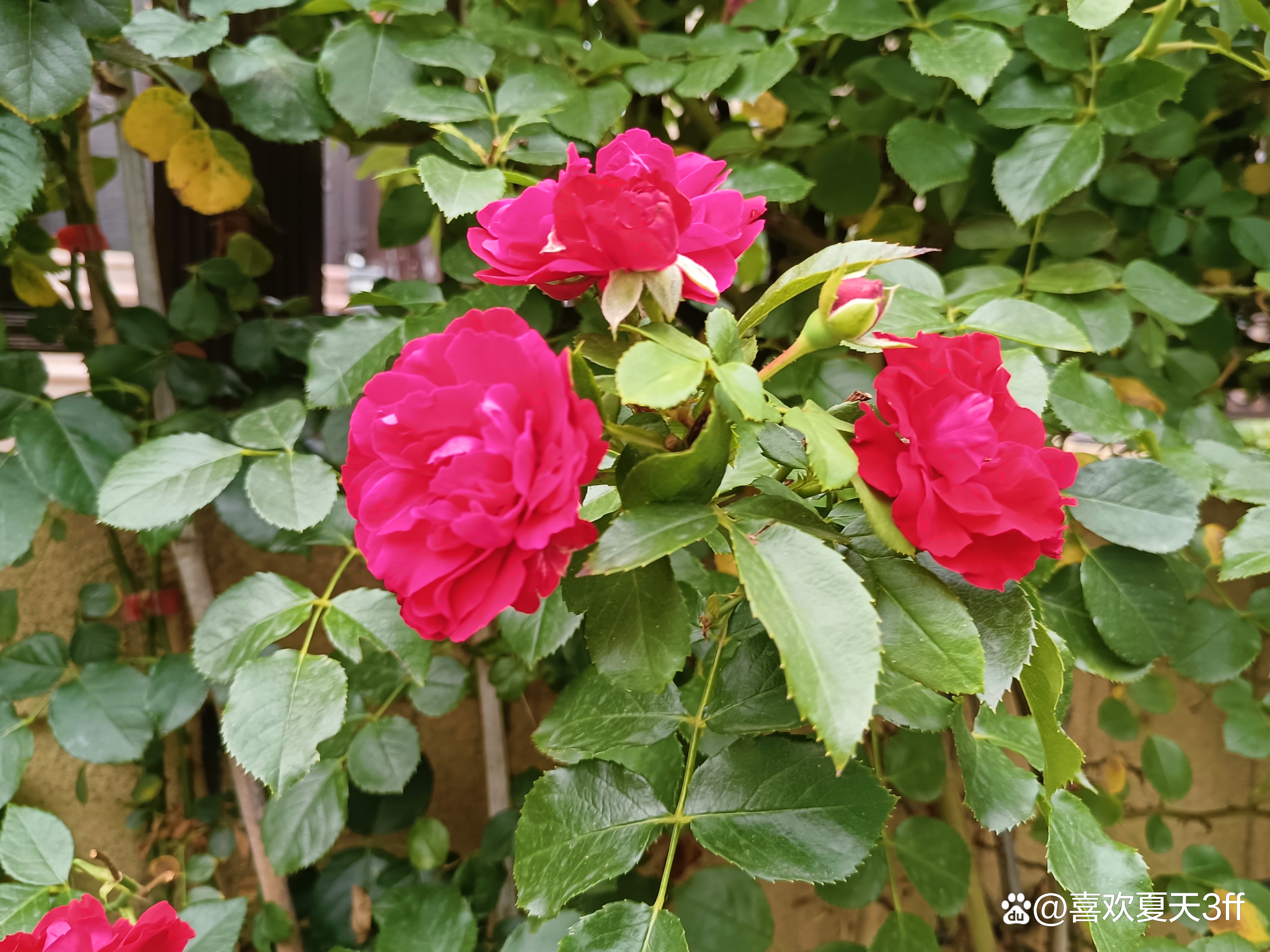 六月的鲜花绚丽多彩,七月的鲜花格外的娇艳