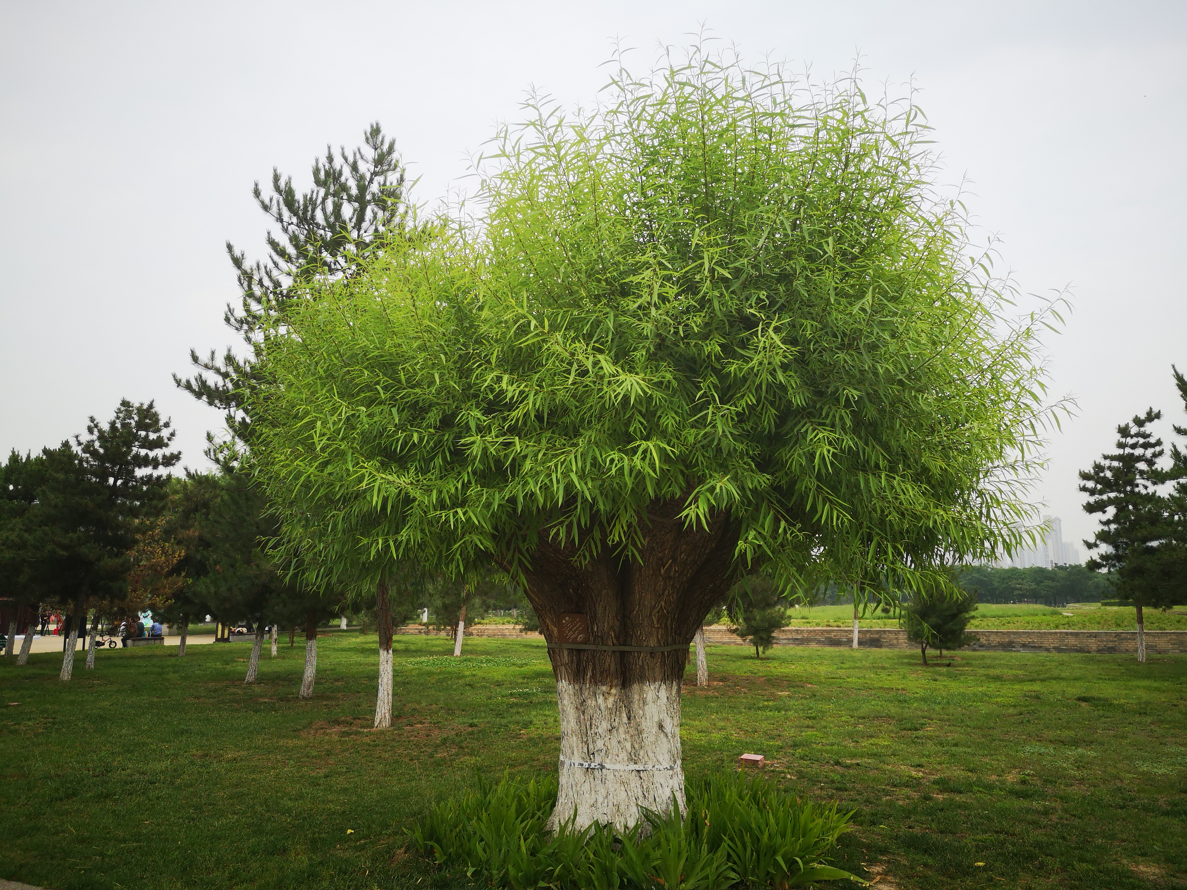 孔明的著作大全,孔明的散文