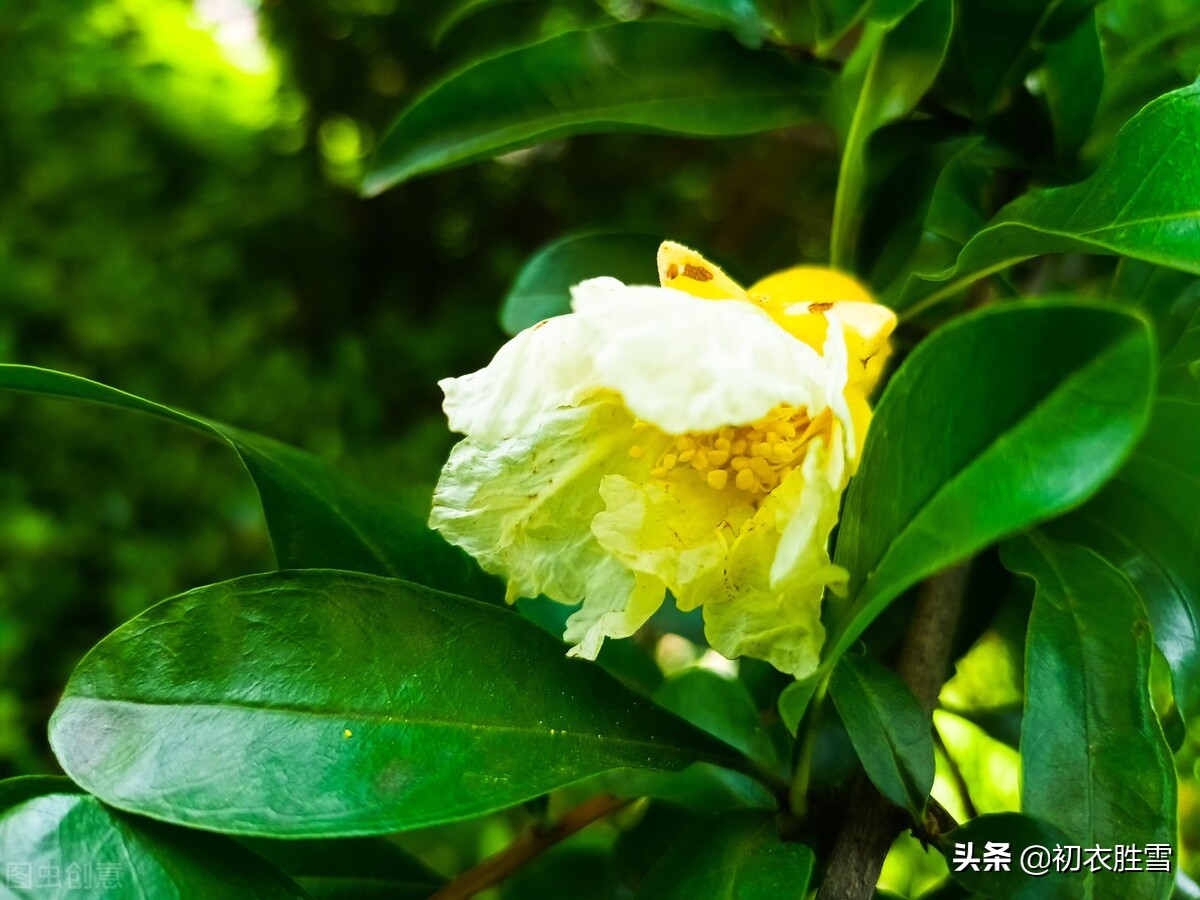 关于夏天荷花的诗绝美,描写初夏荷花的唯美诗句大全