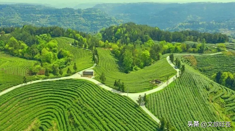 旺苍六大茶乡,个个香飘万里!看看你最熟悉哪几个?